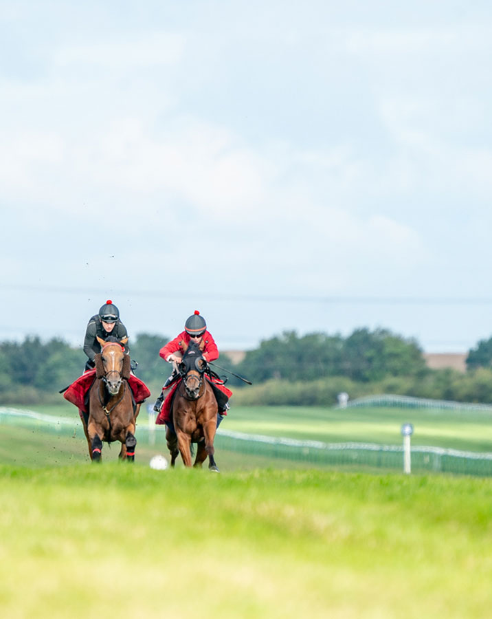 Thoroughbred horses training in newmarket