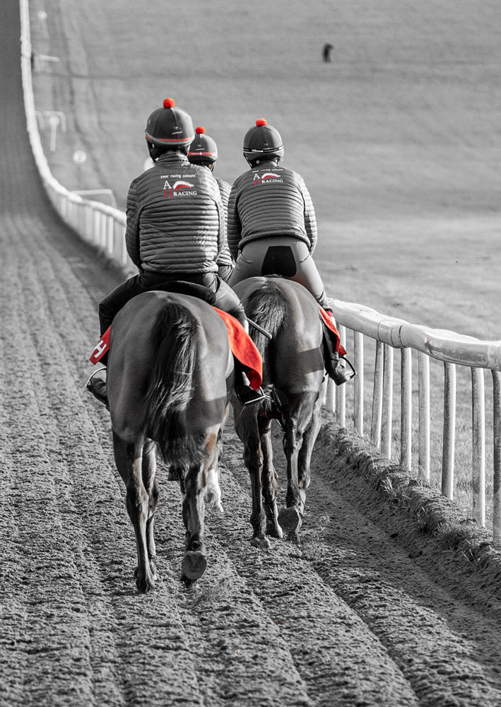Thoroughbred horses training in newmarket
