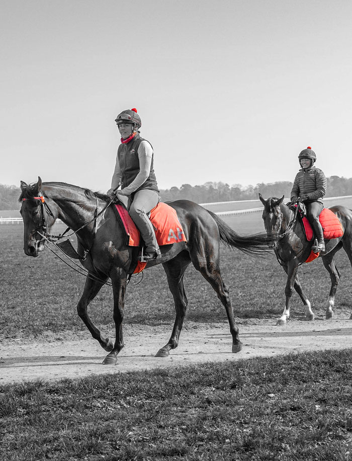 Thoroughbred horses in training