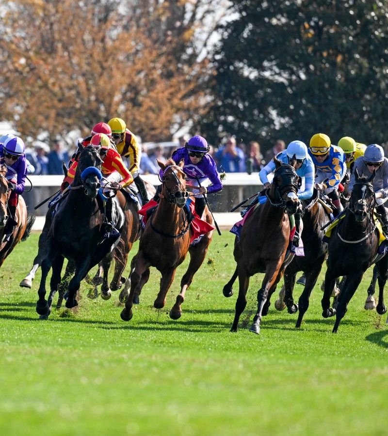 Lady Hollywood in Breeders Cup race