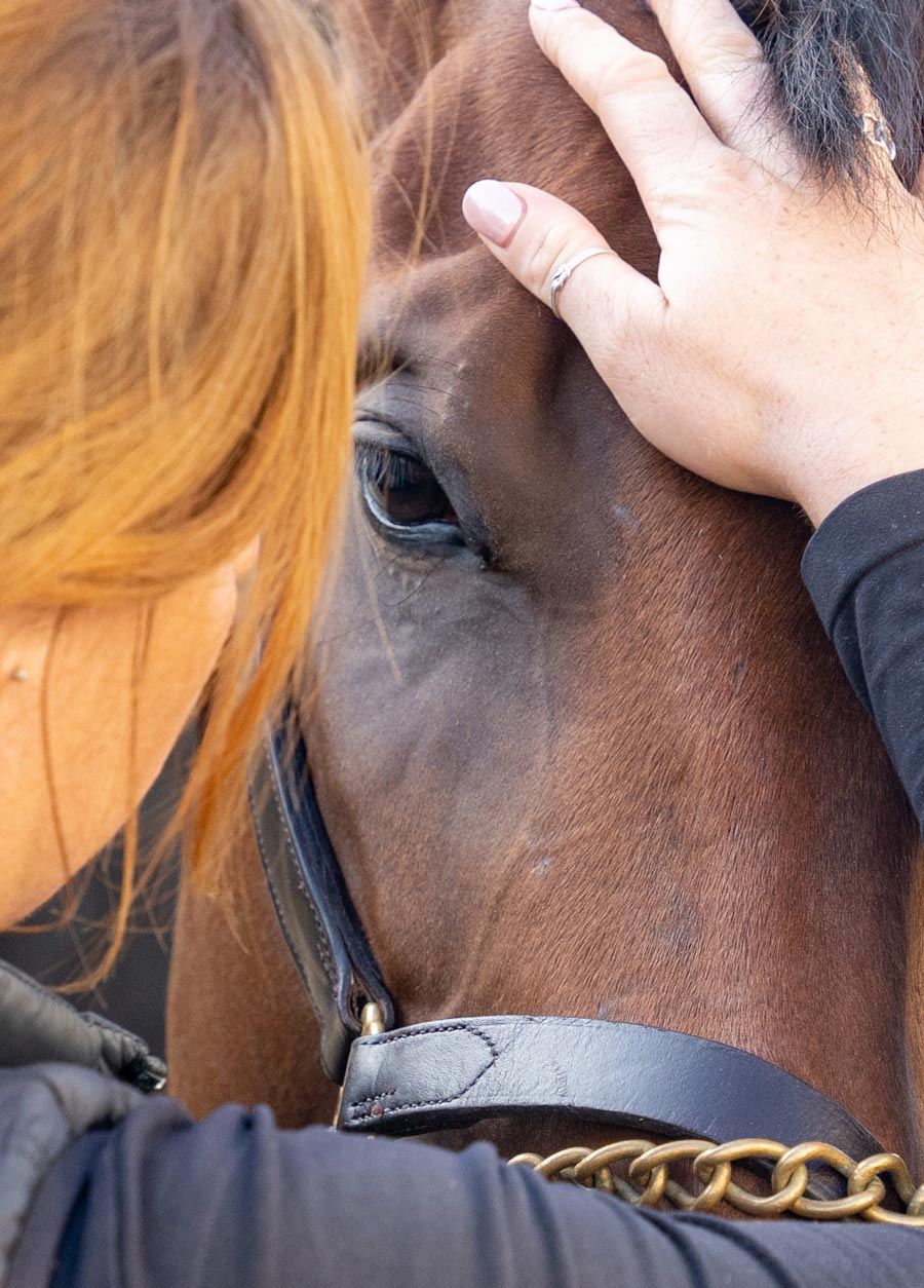 Person rubbing horse head